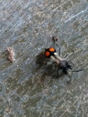 Hoplomutilla spinosa