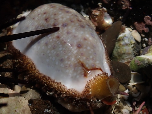 Cypraea boivinii, 2026-07-15