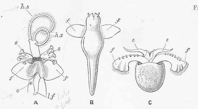Hydromyloidea