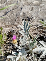 Psephellus sibiricus