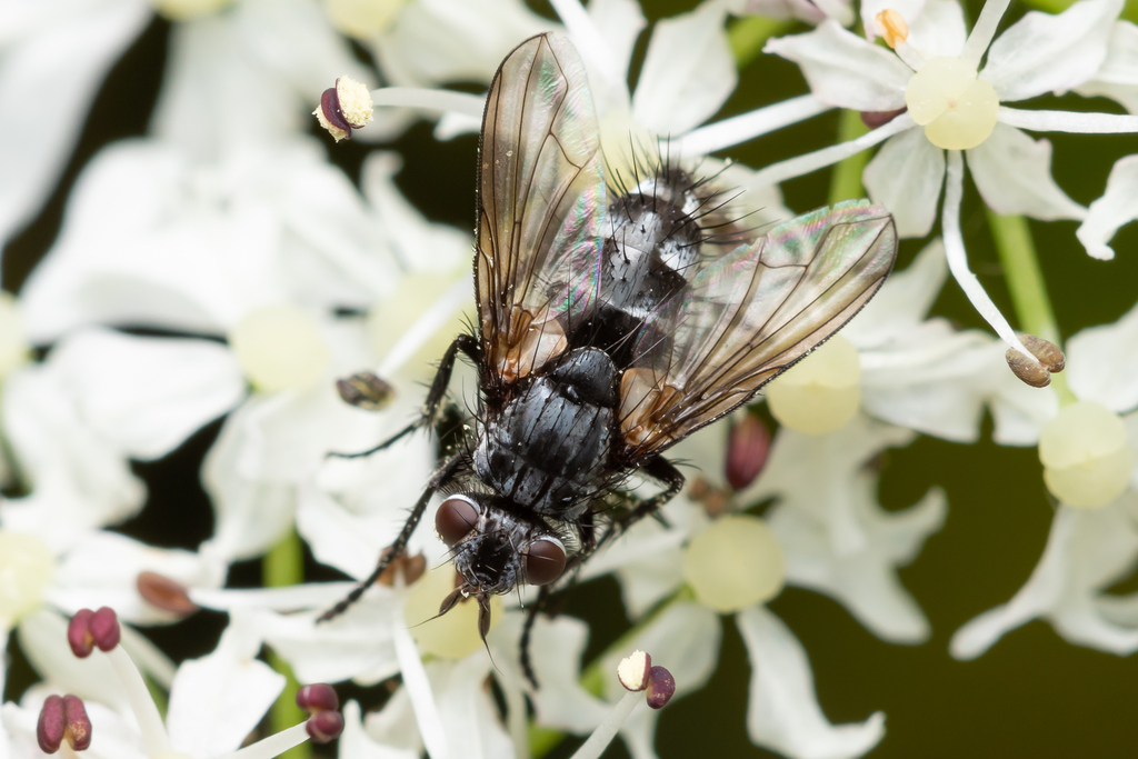 Admontia podomyia