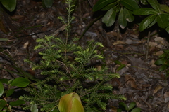 Styphelia margarodes