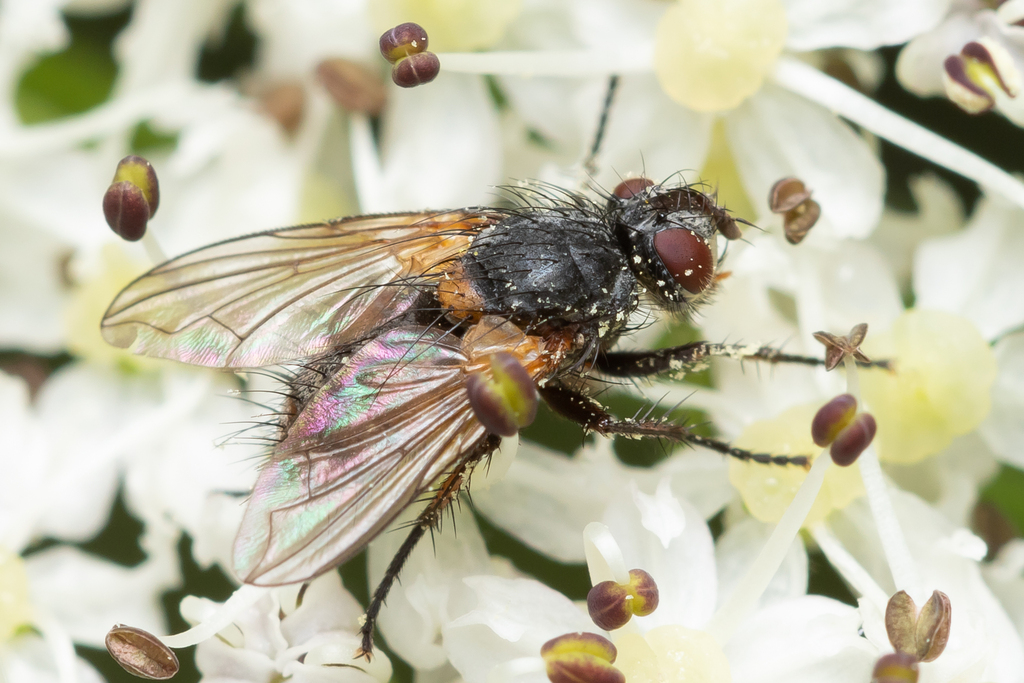 Hyalurgus cruciger