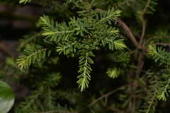 Styphelia margarodes