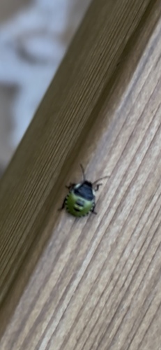 Green Shield Bug