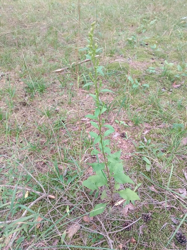 European goldenrod