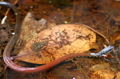 Hebius sarawacensis