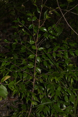Syzygium luehmannii