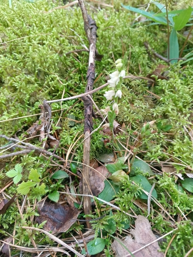 lesser rattlesnake plantain