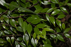 Syzygium luehmannii