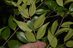 Syzygium luehmannii