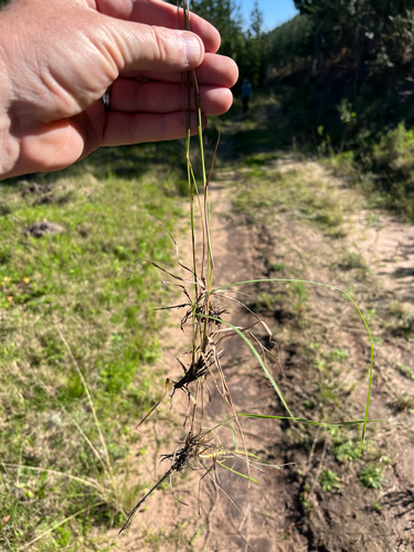 Eragrostis capensis, photograph 5
