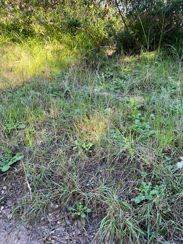 Eragrostis capensis, photograph 6