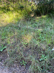 Eragrostis capensis, photograph (c) Dave U, some rights reserved (CC BY-SA)