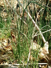 Allium schoenoprasum