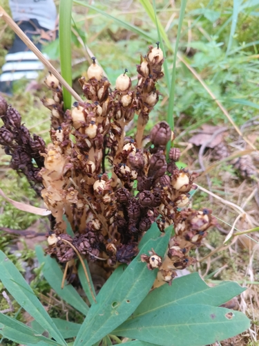 pinesap
