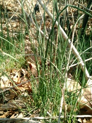 Allium schoenoprasum