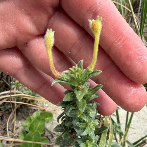 Oenothera humifusa, photograph 6