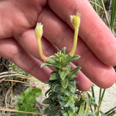 Oenothera humifusa, photograph (c) Emily Summerbell, some rights reserved (CC BY)