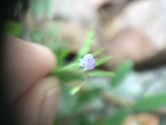 Vicia tetrasperma