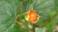 Rubus trianthus