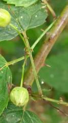 Rubus trianthus