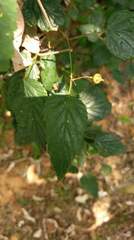 Rubus trianthus