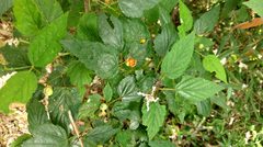 Rubus trianthus