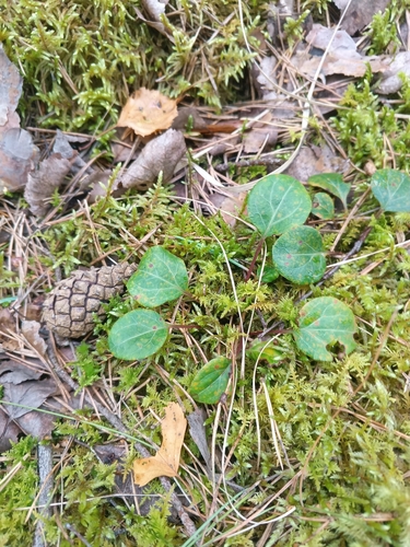 green-flowered wintergreen