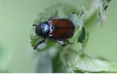 Phyllopertha horticola