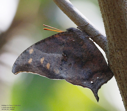 Pale-spotted Leafwing photo 3
