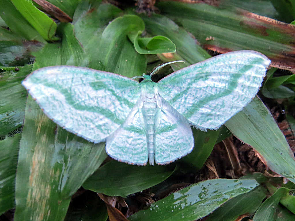 Dyspteris vecinaria