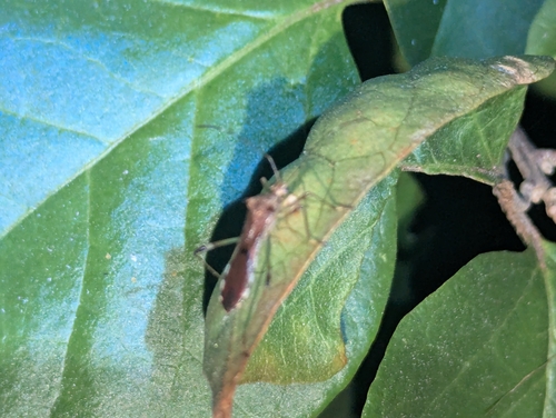 Noliphus annulipes