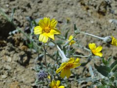 Monolopia lanceolata