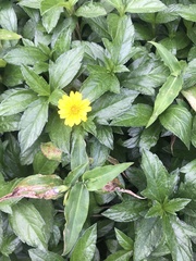 Sphagneticola calendulacea