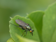 Dolichopodinae