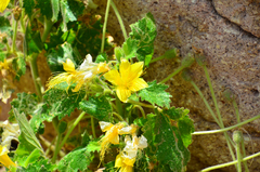 Eucnide bartonioides