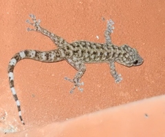 Phyllodactylus lanei
