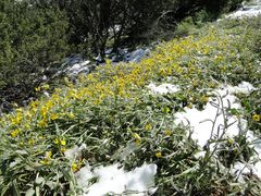 Monolopia lanceolata