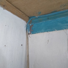 Hemidactylus platyurus