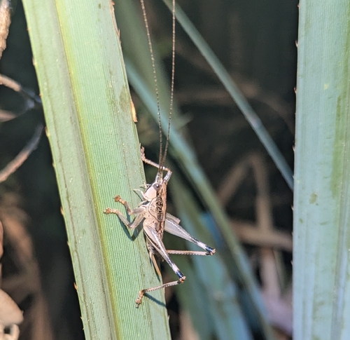 Nicsara bifasciata