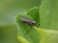 Dolichopodinae