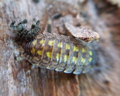 Porcellio spinicornis
