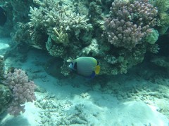 Pomacanthus imperator