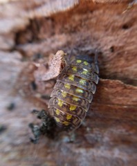 Porcellio spinicornis
