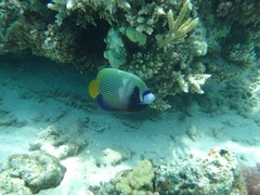 Pomacanthus imperator