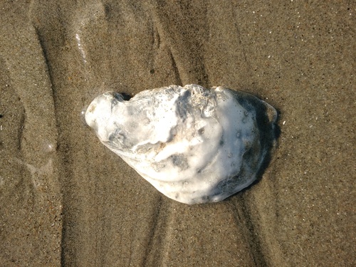 Crassostrea virginica