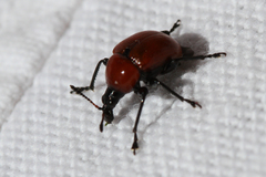 Attelabus nitens