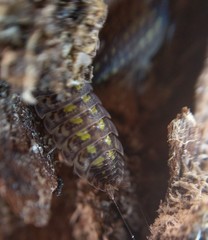 Porcellio spinicornis