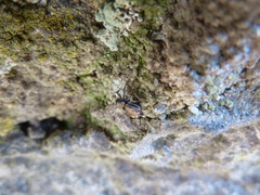 Salticidae